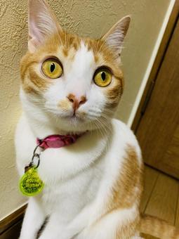 ねこ ねこ チャトラ,ちゃとら,ねこの写真素材