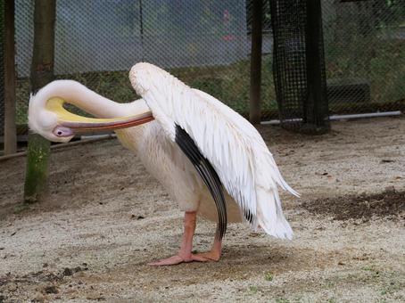 毛づくろいするペリカン ペリカン,鳥,動物園の写真素材