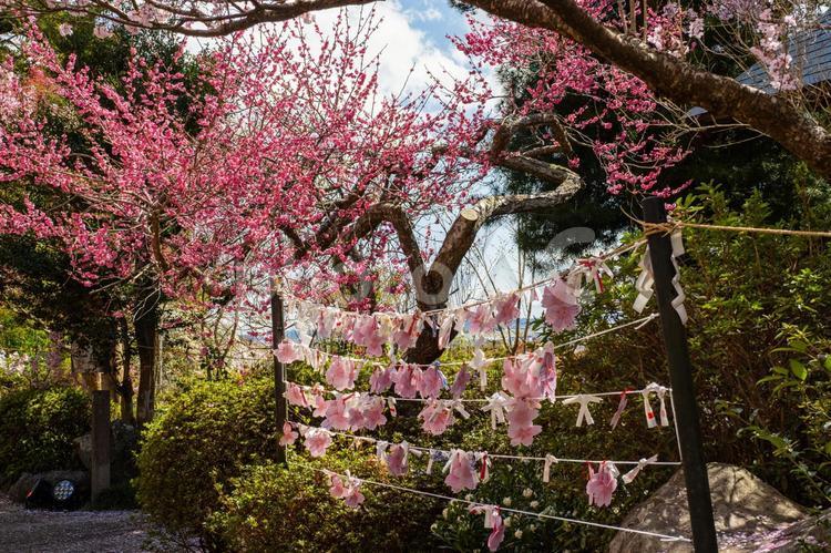 春の涌谷神社⑷ 神社,涌谷神社,神社仏閣の写真素材
