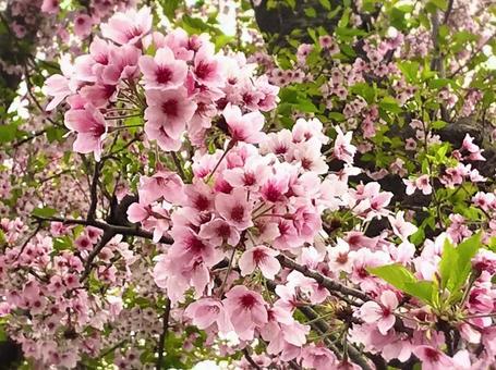 桜 花 桜 花の写真