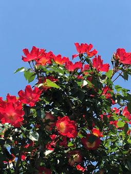 花 花の写真