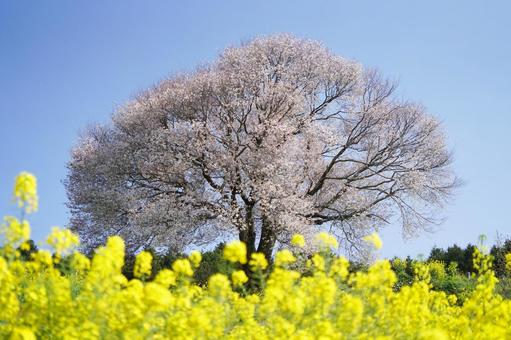 佐賀 武雄 馬場の山桜 遠景8  佐賀 武雄 馬場の山桜 遠景8  馬場の山桜,桜,山桜の写真素材