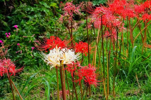秋の情熱と清純 秋の情熱と清純 彼岸花,赤,秋の写真素材