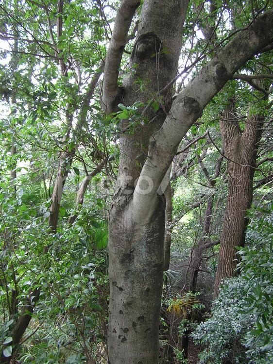 生い茂る樹木 自然,山,木の写真素材