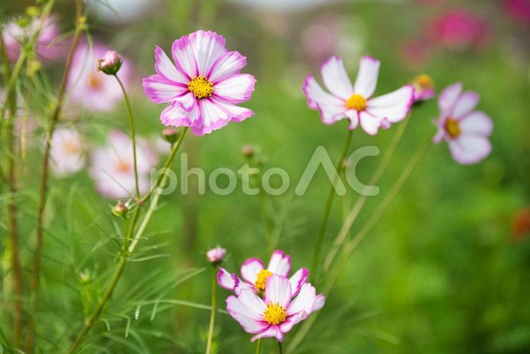鮮やかな縁取りのコスモス コスモス,ピンク,秋の写真素材