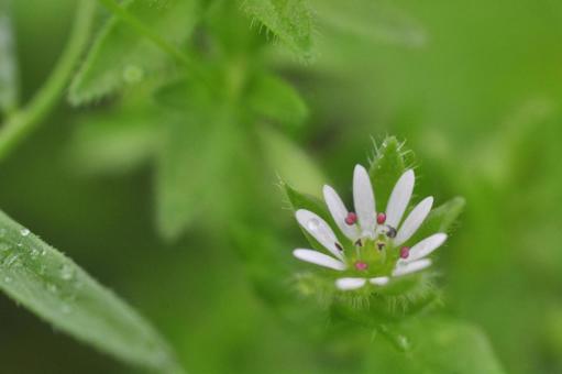 Chickweed, JPG