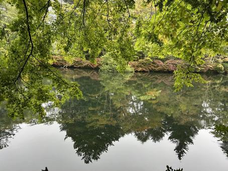 雲場池(旧軽井沢)10月 雲場池(旧軽井沢)10月 雲場池,紅葉,旧軽井沢の写真素材