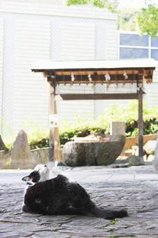 猫　神社 猫,神社,手水の写真素材