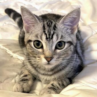 ふとんの上でくつろぐ子猫 子猫,kitten,ねこの写真素材