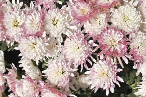 菊 菊,ピンク,桃色の写真素材