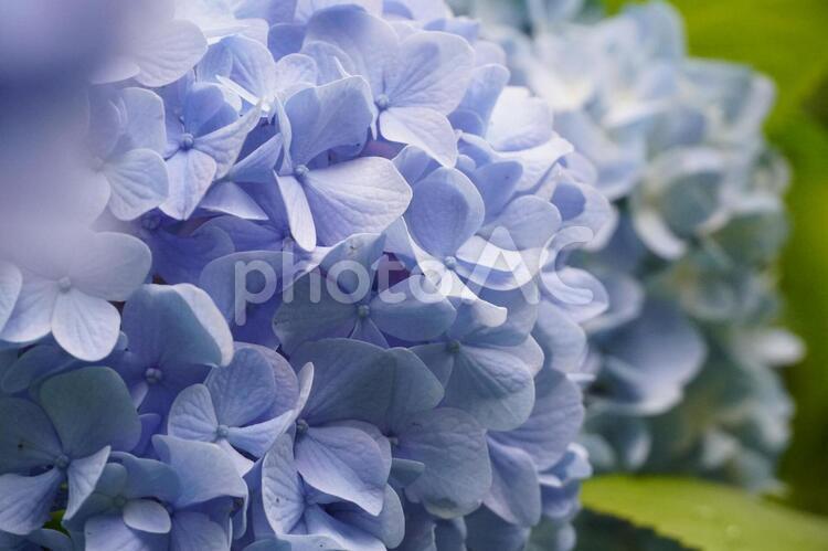 明月院のアジサイ 紫陽花,アジサイ,梅雨の写真素材