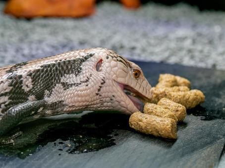 餌を食べるアオジタトカゲ 餌を食べるアオジタトカゲの写真