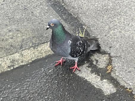 Pigeons, JPG Pigeons, JPG