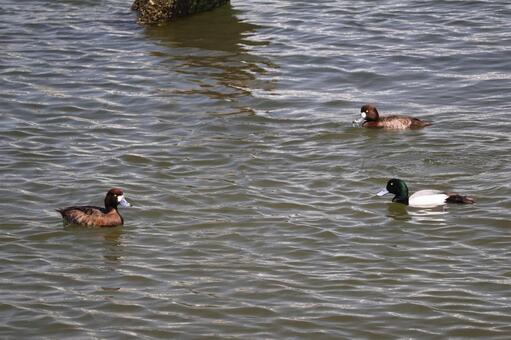 水面にカモのいる川の風景 水面,カモ,川の写真素材