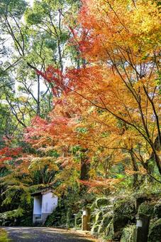 天祐寺奥の院　虚空蔵堂参道の紅葉 天祐寺奥の院,天祐寺,虚空蔵堂の写真素材
