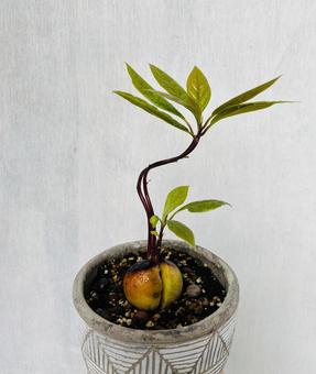 アボカドの苗の写真