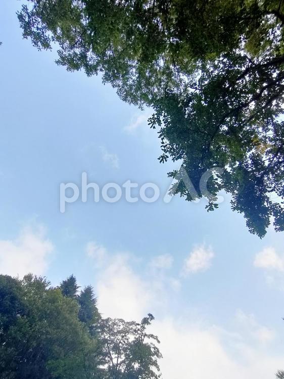 夏8月の空と緑-3 空,青空,雲の写真素材