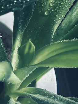 青年の木 ユッカ,新芽,みずみずしいの写真素材