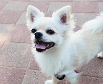 Chihuahua smiles during a walk, JPG Chihuahua smiles during a walk, JPG