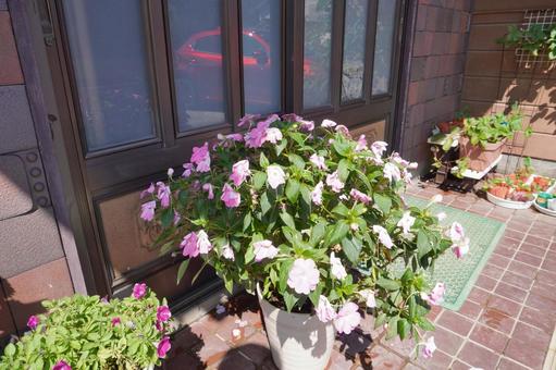 サンパチェンス(水切れ)08 サンパチェンス(水切れ)08 サンパチェンス,花,鉢植えの写真素材