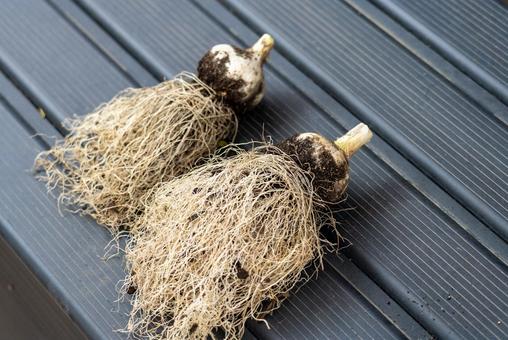 採れたて根菜と土の香り 根菜,野菜,球根の写真素材