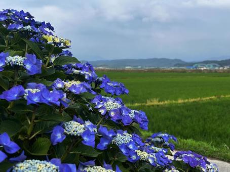 田んぼの紫陽花 田んぼの紫陽花 紫陽花,田んぼ,紫の写真素材