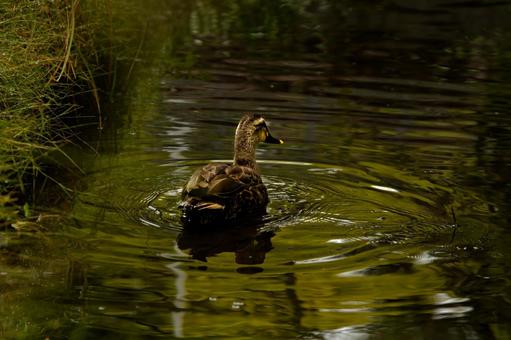 水面を静かに移動するカモの写真