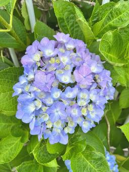 紫陽花 紫陽花の写真