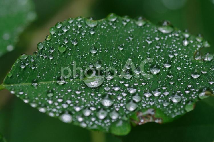 雨に濡れた葉っぱたち 葉っぱ,葉,雨の写真素材