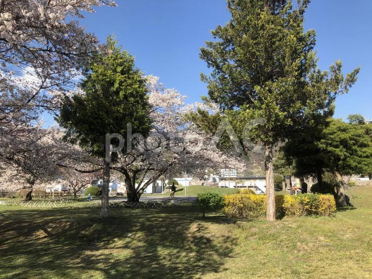 天気の良い日の公園 景色,自然,木の写真素材
