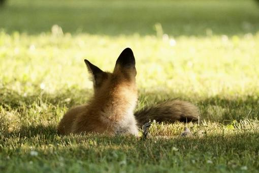 Fox, JPG Fox, JPG