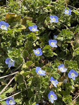 春のオオイヌノフグリ 春のオオイヌノフグリの写真