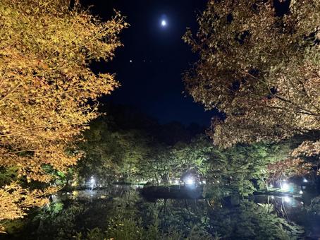 月と池 紅葉,青紅葉,夜の写真素材