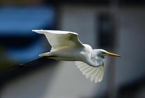 シラサギの飛行 シラサギの飛行 シラサギ,自然,鳥の写真素材