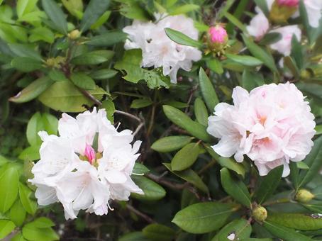 ピンクのつぼみと白い花びらのシャクナゲ ピンクのつぼみと白い花びらのシャクナゲ シャクナゲ,蕾,ピンク色の写真素材