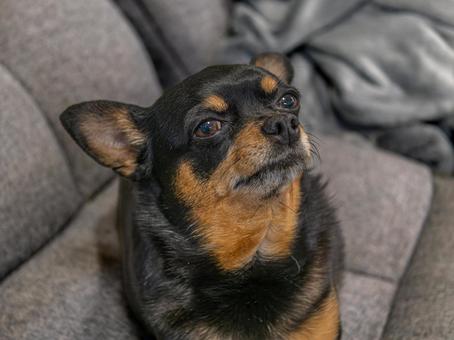 ソファで寝る小型犬・チワワ・ミニピン ソファで寝る小型犬・チワワ・ミニピン 犬,わんこ,ペットの写真素材