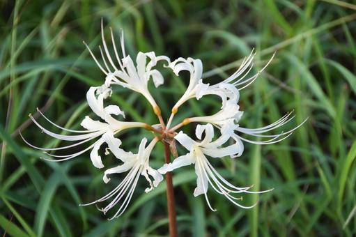 Red spider lily, JPG Red spider lily, JPG