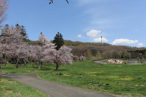 サクラ サクラ 花,植物,草の写真素材