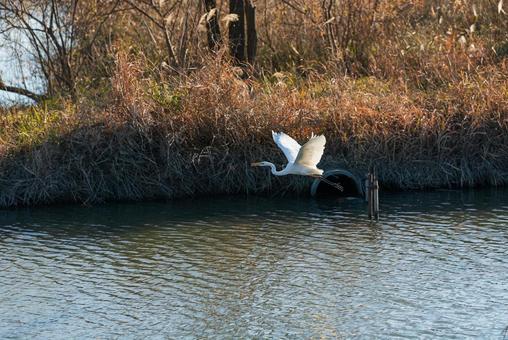 宙を優雅に舞うチュウサギ チュウサギ,シラサギ,鷺の写真素材