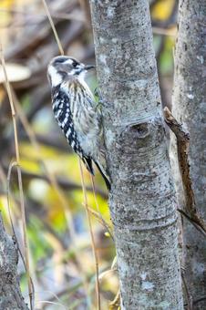 コゲラ⒁ 鳥,コゲラ,野鳥の写真素材