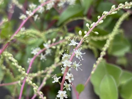 おかわかめの花。 おかわかめ,雲南百薬,健康野菜の写真素材