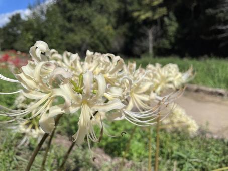 彼岸花　白の写真