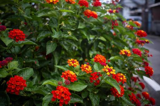 秋の草花2 秋の草花2 綺麗,草花,小さいの写真素材