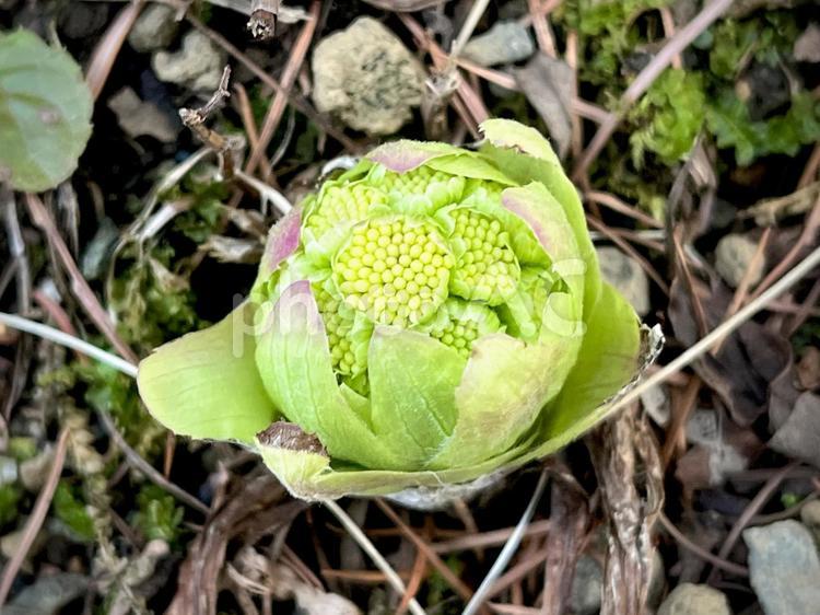 ふきのとう 03 蕗のとう,蕗の薹,フキノトウの写真素材