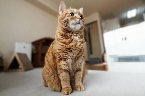 cat, JPG cat, JPG