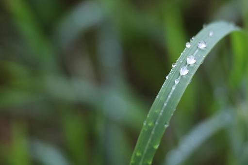 雨上がり水玉3 雨上がり水玉3の写真