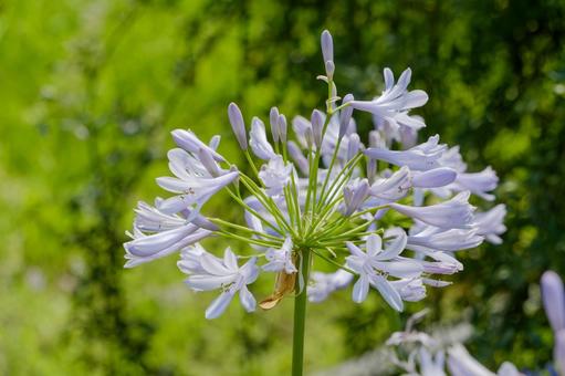 Agapanthus sparkling in the sunlight, JPG