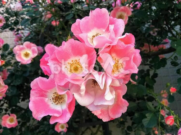 花　カウンティ・フェアー　カウンティフェア　フロリバンダ　薔薇　バラ　ばら　ローズ　美しい少女　淑やか　温かい心　満足　一時の感銘 カウンティ・フェアー,カウンティフェア,フロリバンダの写真素材