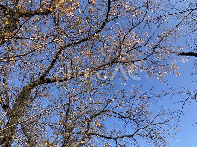 秋の桜の木 木,桜,秋の写真素材