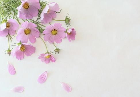 Summer blooming cosmos frame, JPG